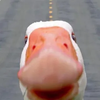 🙃 duck, goose, bird, animal, road whatsapp sticker