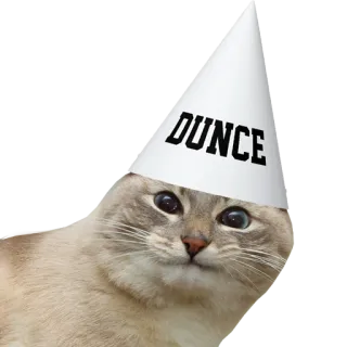🧠 DUNCE cat, animal, dunce, hat, cone, humor, meme telegram sticker