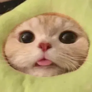 😇 cat, animal, cute, pet, funny, meme telegram sticker