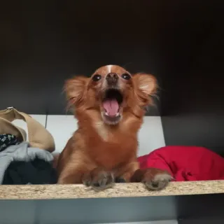 😮 собака, чихуахуа, животное, домашнее животное, полка, милый, домашнее животное telegram sticker