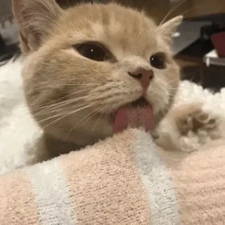 ⚡️ gato, lamiendo, lindo, animal, mascota, gato doméstico telegram sticker