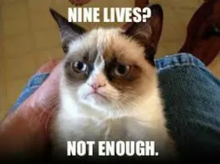 😂 Grumpy Cat NINE LIVES? NOT ENOUGH. 猫, 暴躁, 表情包, 九条命, 搞笑, 动物 whatsapp sticker