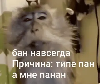 🌟 бан навсегда
Причина: типе пан
а мне панан monkey, text, meme, animal, russian whatsapp sticker