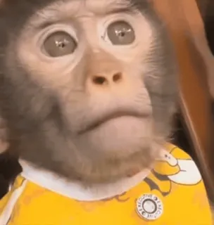 🥹 monkey, animal, cute, primate, mammal, wildlife telegram sticker