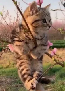 🤔 Katze, Kätzchen, Natur, Baum, Frühling telegram sticker