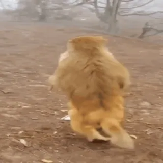 🏃‍♀️ animal, dog, walking, nature, outdoors, funny whatsapp sticker
