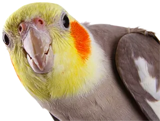 😶 cockatiel, bird, parrot, animal, pet, cute, yellow, grey telegram sticker