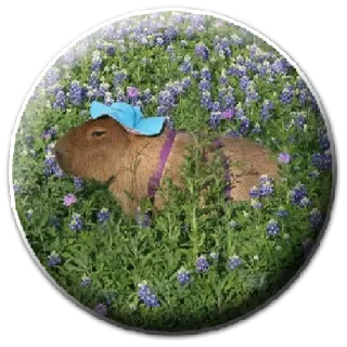 🌷 Kapibara, Zwierzę, Gryzoń, Bluebonnets, Kwiaty, Natura telegram sticker