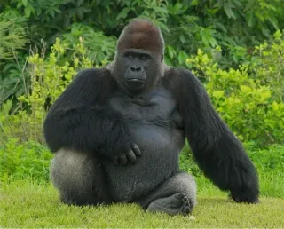 🤨 gorilla, animale, fauna selvatica, scimmia antropomorfa, mammifero, natura, primate telegram sticker