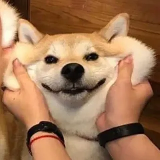 😬 Hund, Shiba Inu, süß, lustig, Tier, Haustier, Hände, fröhlich telegram sticker