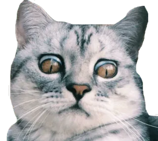 😳 кот, животное, мем, смешной, питомец, котенок whatsapp sticker