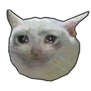 😢 gato, chorando, triste, meme, gato branco telegram sticker