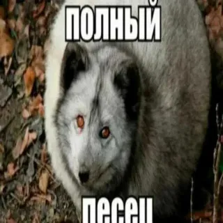 🚨 ПОЛНЫЙ ПЕСЕЦ whatsapp sticker