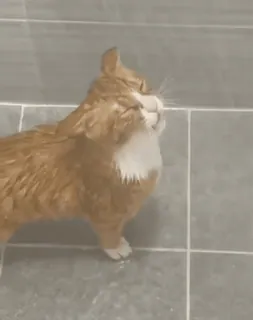 🐈⬛️ кошка, животное, домашняя кошка, мокрая кошка, кошка в душе, рыжий полосатый кот telegram sticker