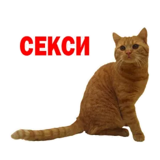 😍 СЕКСИ gato, gato laranja, animal doméstico, animal de estimação, engraçado, humor, sexy whatsapp sticker