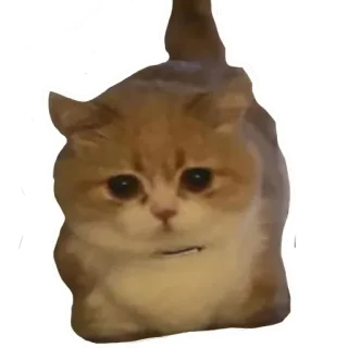 😒 kucing, binatang, stiker, imut, hewan peliharaan telegram sticker