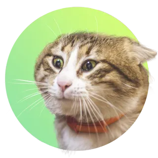 😳 chat, animal, animal de compagnie, mignon, autocollant telegram sticker