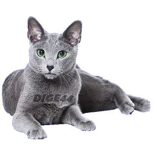 🤫 DIGITAL chat, bleu russe, animal de compagnie, animal, domestique, félin whatsapp sticker
