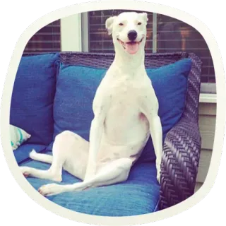 ☺️ собака, диван, животное, питомец, мебель, сидящий, в помещении telegram sticker