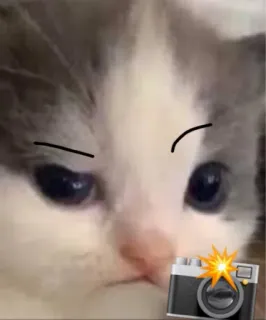 🐱 Katze, Kätzchen, Kamera, Meme, Augenbrauen, Haustier, Tier whatsapp sticker