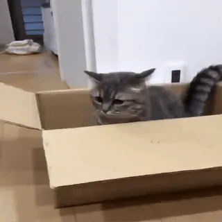 😳 chat, boîte, animal, animal de compagnie, drôle, mignon telegram sticker