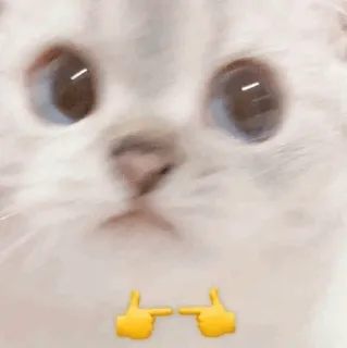 🥺 gatto, emoji, carino, animale, dita telegram sticker