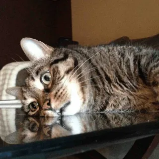 ☹ gato, animal, animal de estimação, gato doméstico, preguiçoso, felino whatsapp sticker
