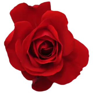 🌻 роза, цветок, красный, природа, цветочный telegram sticker