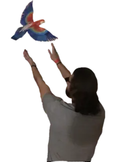 🦜 loro, hombre, pájaro, volando, manos, persona telegram sticker