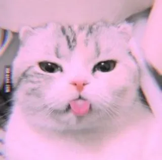 🐾 Katze, Kätzchen, süß, Tier, Haustier, Zunge, rosa whatsapp sticker
