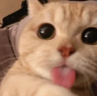 🤗 Katze, Tier, Haustier, Zunge, süß, lustig, Meme telegram sticker