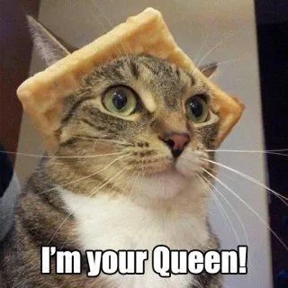 👑 I'm your Queen! gato, gofre, reina, humor, animal, meme telegram sticker