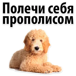🌱 Полечи себя прополисом dog, animal, propolis, health, russian text telegram sticker