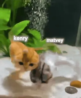 🤩 kenry matvey telegram sticker