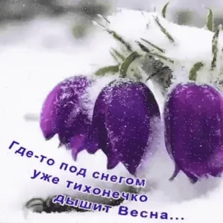 🥀 Где-то под снегом уже тихонечко дышит Весна... flores, neve, primavera, russo, texto, natureza telegram sticker