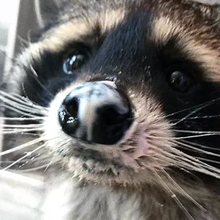 💦 mapache, animal, mamífero, fauna, primer plano telegram sticker