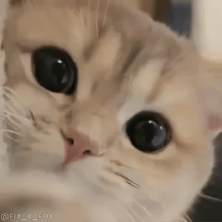 🥰 @FIX_X_FOX cat, animal, pet, cute, kitty telegram sticker