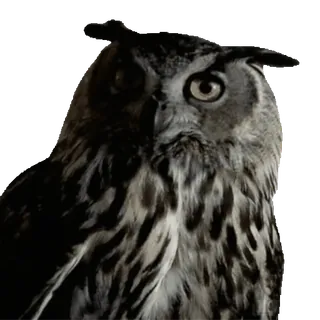 🦉 cú mèo, chim, động vật, động vật hoang dã, thiên nhiên telegram sticker