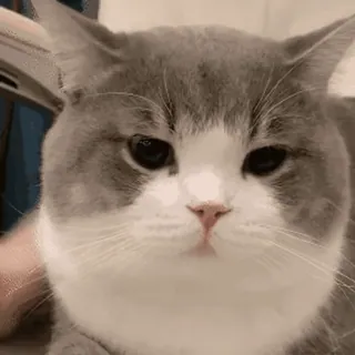 🐱 cat, animal, pet, cute, domestic, feline whatsapp sticker