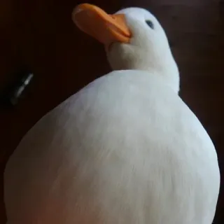 🙂 duck, bird, white, animal, pet whatsapp sticker