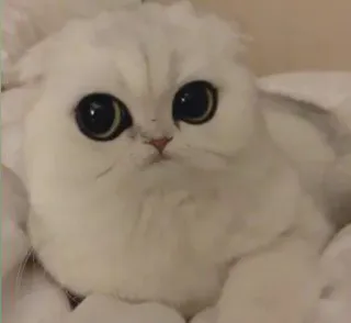 😌 Katze, süß, Tier, Haustier, Kätzchen, weiß telegram sticker