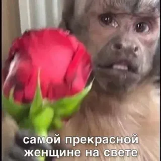 🌹 самой прекрасной женщине на свете ลิง, ดอกไม้, กุหลาบ, สัตว์, ความรัก, โรแมนติก telegram sticker