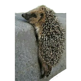 😓 hedgehog, animal, cute, wildlife, nature telegram sticker