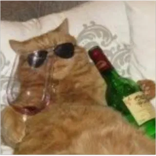 🥂 Katze, Wein, Sonnenbrille, Tier, Party, Entspannung telegram sticker
