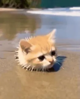 🤩 cat pufferfish hybrid telegram sticker