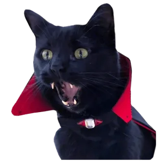 🧛‍♂️ cat, vampire, halloween, animal, pet, black cat, fangs telegram sticker