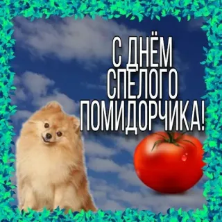 🍅 С ДНЁМ СПЕЛОГО ПОМИДОРЧИКА! dog, tomato, congratulations, russian, holiday telegram sticker