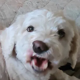 🤬 cão, animal, animal de estimação, cachorro, fofo, engraçado telegram sticker
