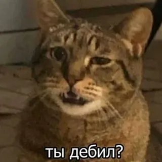 🤨 ты дебил? แมว, รัสเซีย, คำถาม, สัตว์, มีม whatsapp sticker