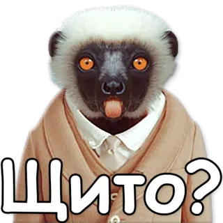 😯 Щито? lémurien, animal, autocollant, drôle, russe, question telegram sticker